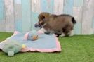 Petite Pom Pom Purebred Puppy