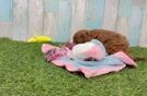Best Cavapoo Baby