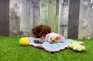 Akc Registered Poodle Purebred Pup