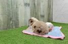 Mini Aussiedoodle Puppy for Adoption