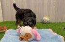 Mini Bernedoodle Pup Being Cute