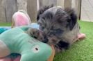 Petite Mini Aussiedoodle Poodle Mix Pup