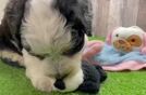 Mini Sheepadoodle Pup Being Cute