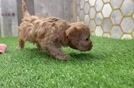 Cavapoo Puppy for Adoption