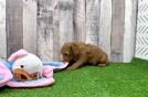 Poodle Pup Being Cute