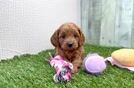 Cavapoo Puppy for Adoption