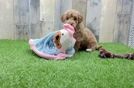 Meet Dominica - our Mini Goldendoodle Puppy Video