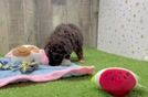 Poodle Puppy for Adoption