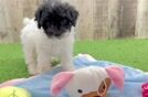 Playful Poodle Purebred Pup