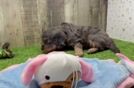 Meet Valora - our Cavapoo Puppy Video