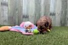 Popular Shih Poo Poodle Mix Pup