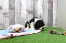 Cocker Spaniel Puppy for Adoption