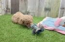Petite Poochon Poodle Mix Pup