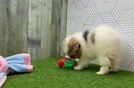 Meet Darren - our Pomeranian Puppy Video