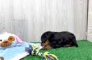 Petite Yorkie Poo Poodle Mix Pup