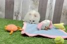 Smart Dwarf Spitz Purebred Puppy