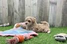 Maltipoo Puppy for Adoption