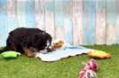 Mini Bernedoodle Puppy for Adoption
