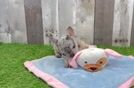 Hypoallergenic French Bulldog Purebred Pup