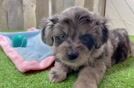 Mini Aussiedoodle Pup Being Cute