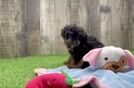 Poodle Pup Being Cute