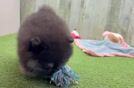 Pomeranian Pup Being Cute