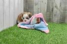 Shih Poo Pup Being Cute