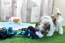 Smart Havapoo Poodle Mix Pup
