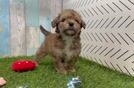 Poochon Pup Being Cute