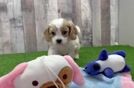 Hypoallergenic Cavalier Bichon Designer Puppy