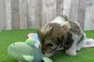 Small Cavachon Baby