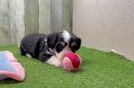 Meet Jackpot - our Aussiechon Puppy Video
