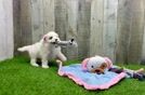 Maltipoo Puppy for Adoption
