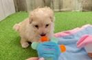 Maltipoo Pup Being Cute