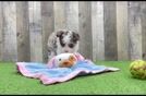 Mini Aussiedoodle Pup Being Cute