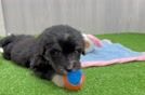 Petite Mini Bernedoodle Poodle Mix Pup