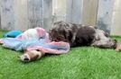 Cute Cocker Spaniel Baby