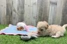 Maltipoo Pup Being Cute