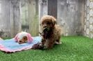 Meet Ziggy - our Maltipoo Puppy Video