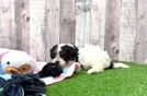Friendly Cavapoo Baby