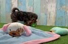 Sweet Yorkie Poo Baby