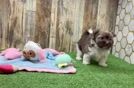 Smart Havaneser Purebred Puppy