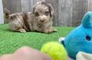 Mini Aussiedoodle Pup Being Cute