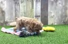 Meet Stoli - our Maltipoo Puppy Video