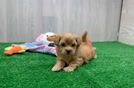 Popular Maltipoo Poodle Mix Pup