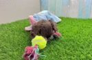 Energetic Yorkipoo Poodle Mix Puppy