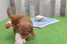 Meet Elon - our Mini Goldendoodle Puppy Video  - Florida Fur Babies Mini Goldendoodle Puppy for Adoption