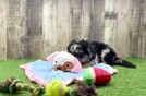 Mini Bernedoodle Puppy for Adoption