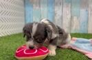 Meet Jameson - our Cavapoo Puppy Video