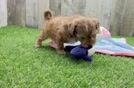 Meet Dumbledore - our Shih Poo Puppy Video